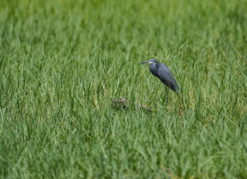 Western Reef Heron