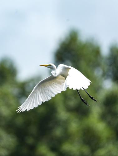 Yellow-billed Egret
