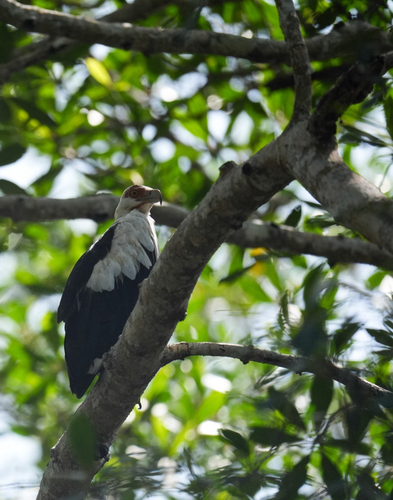 Palm-nut Vulture