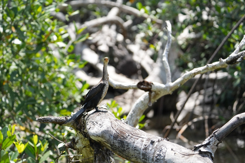 Reed Cormorant