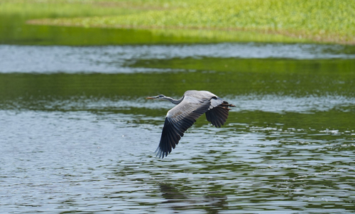 Grey Heron