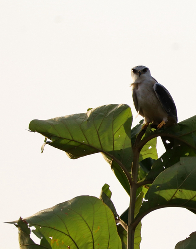 Black-winged Kite