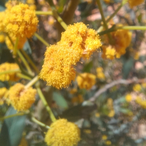 golden wreath wattle