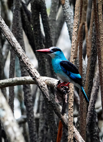 Blue-breasted Kingfisher