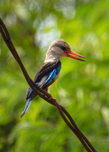 Gray-headed Kingfisher