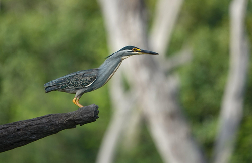 Little Heron