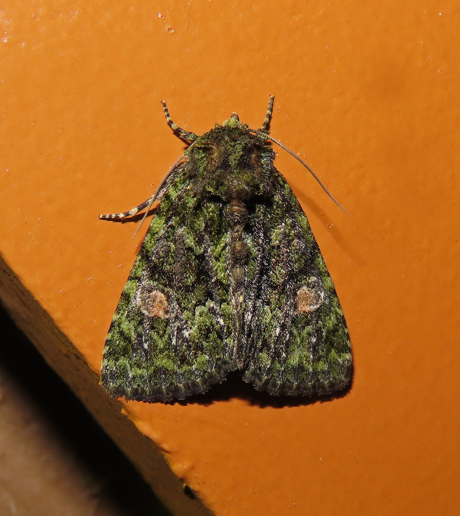 Spotted Phosphila Moth from Fentress County, TN, USA on April 24, 2026 ...