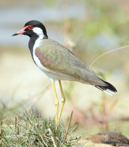 Red-wattled Lapwing