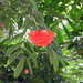 Brownea coccinea - Photo (c) Rajib Maulick, all rights reserved, uploaded by Rajib Maulick