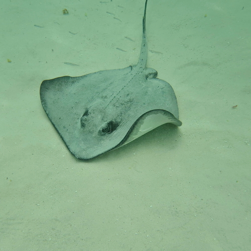 Hypanus americanus