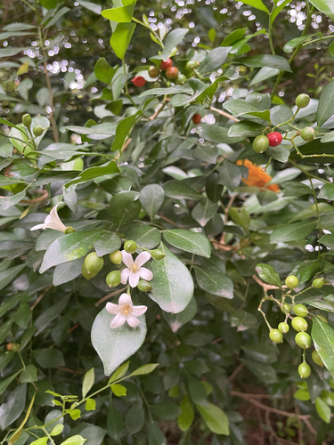 Orange Jasmine