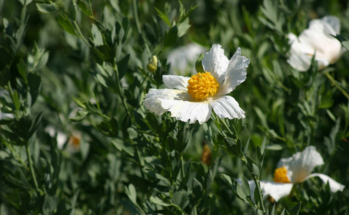 iNaturalist observation photo of Coulter's matilija poppy