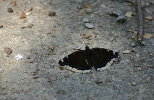 iNaturalist observation photo of Mourning Cloak