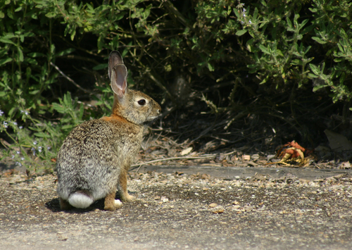 iNaturalist observation photo of Desert Cottontail