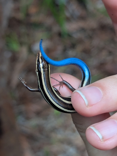 iNaturalist observation photo of Western Skink