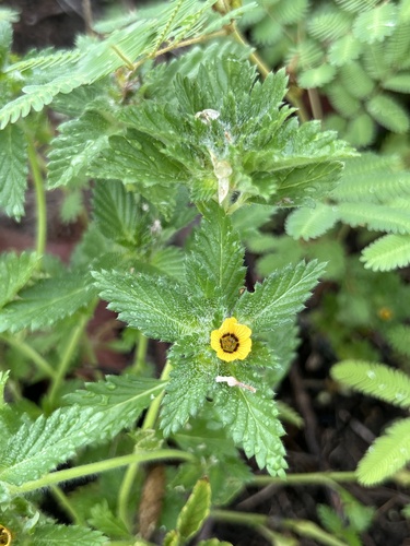 Turnera pumilea