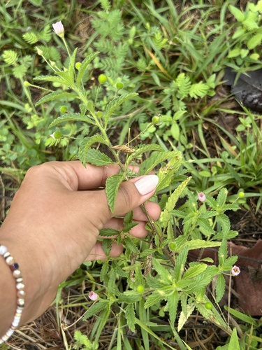 Piriqueta viscosa
