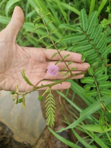 Giant Sensitive Plant