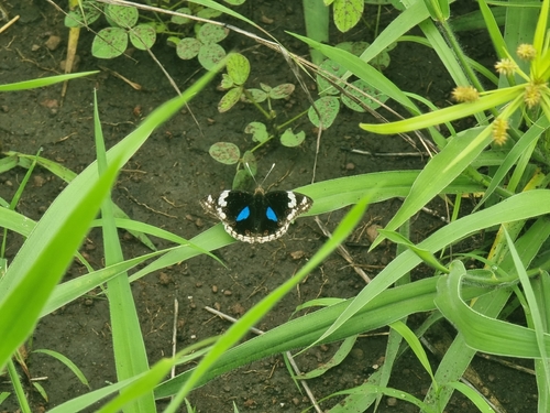 Blue-spot Pansy