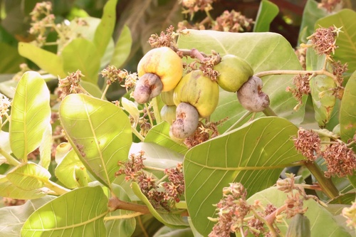 cashew