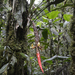 Pitcairnia arcuata - Photo (c) Frank Dietze, כל הזכויות שמורות, הועלה על ידי Frank Dietze