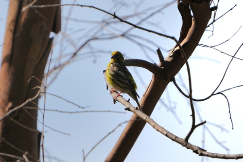 Avistamiento Serinus serinus