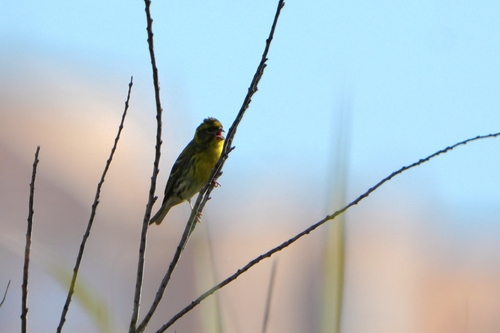 Avistamiento Serinus serinus