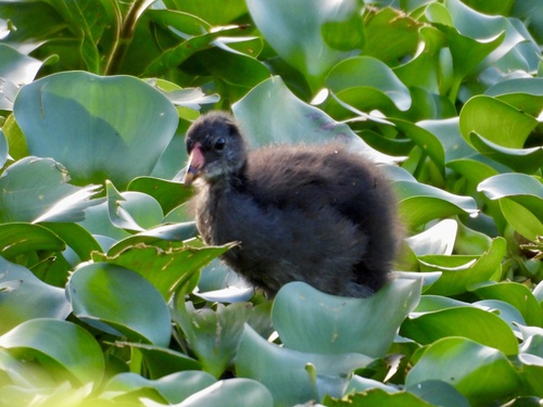 Common Gallinule