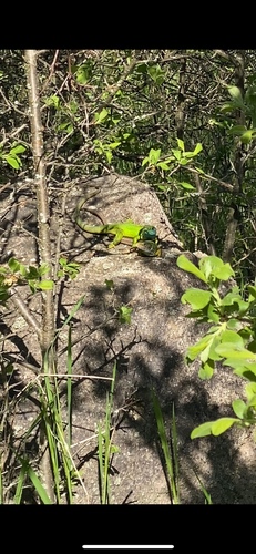Green Lizard