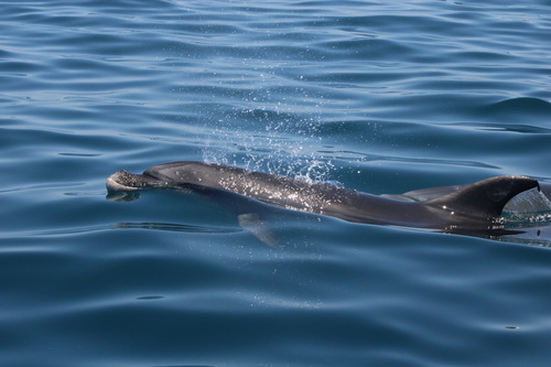 Tursiops truncatus