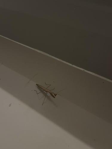 European Mantis