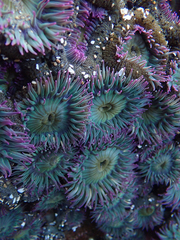 Aggregating Anemone