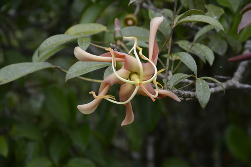 Spirotheca