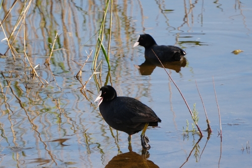 Avistamiento Fulica atra