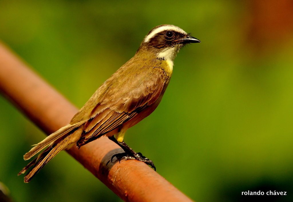 Social Flycatcher