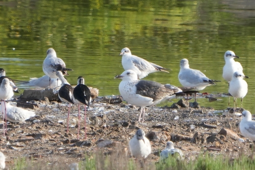 Avistamiento Gaviota Dorsinegra Menor