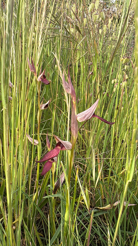 Tongue Orchid