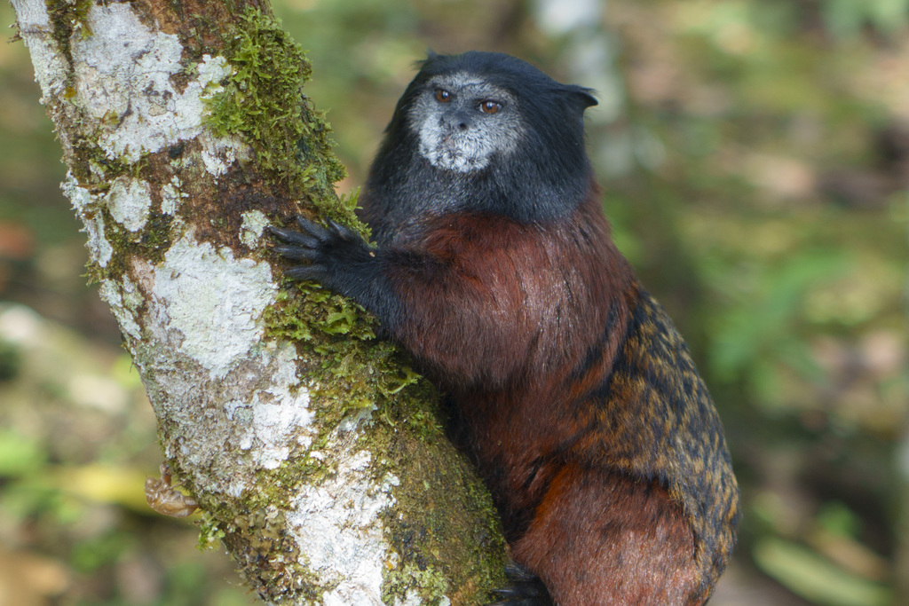 Red-mantle Saddle-back Tamarin