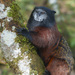 Red-mantle Saddle-back Tamarin - Photo (c) Frank Dietze, all rights reserved, uploaded by Frank Dietze
