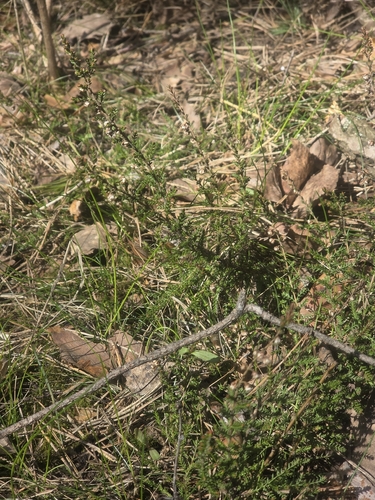 Наблюдение на iNaturalist