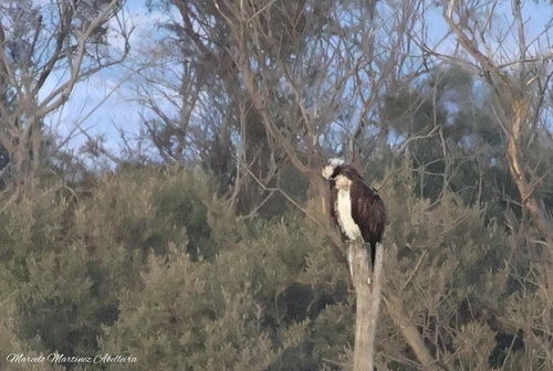 Avistamiento Águila pescadora (Marismas Tinto-Odiel)