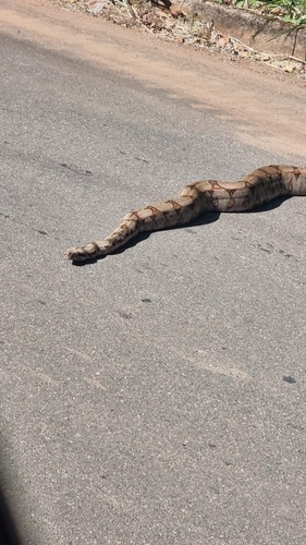 Boa Constrictor