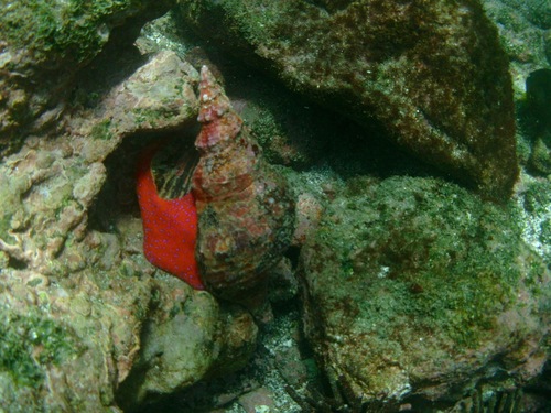Panamanian Tulip Snail