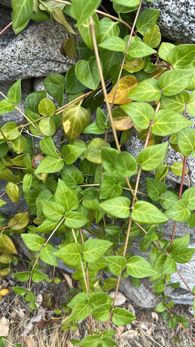 iNaturalist observation photo of greater periwinkle