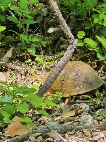 Terrapene triunguis