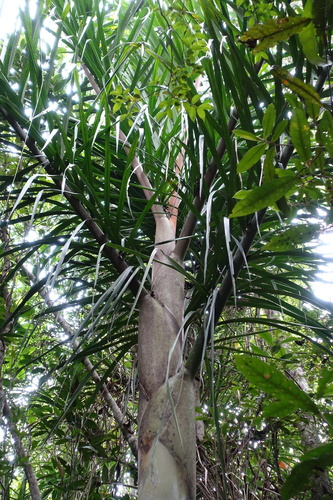 Dypsis tokoravina