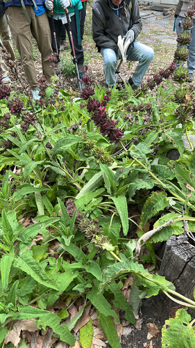 iNaturalist observation photo of Hummingbird Sage