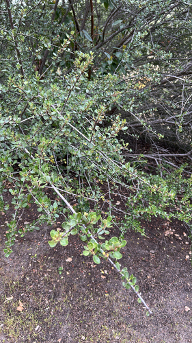 iNaturalist observation photo of Buckbrush