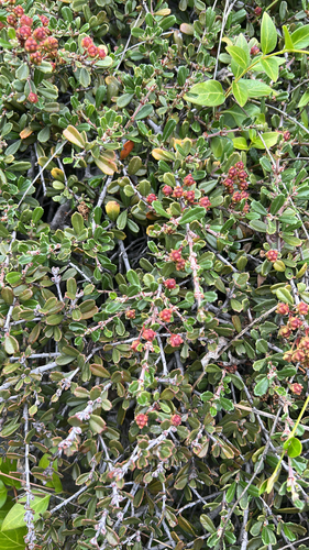 iNaturalist observation photo of Buckbrush