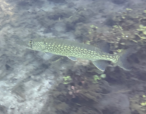 Esox niger